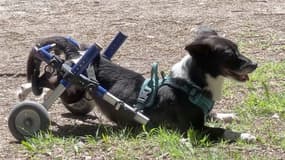 Pusa, une chienne adoptée par une habitante de Digne-les-Bains, en fauteuil roulant.