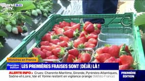 Les fraises déjà de retour sur les étals 