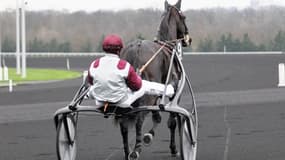 Ready Cash s'est éteint à l'âge de 18 ans
