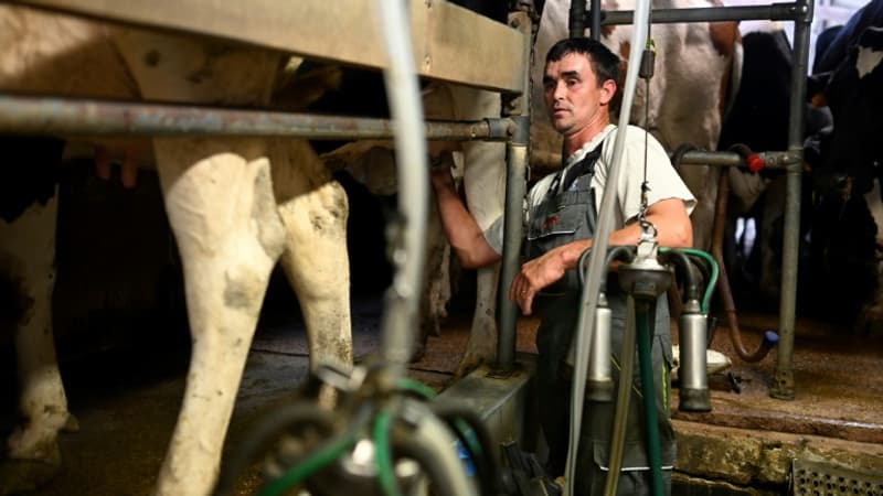 Pourquoi le prix du lait français ne peut que continuer à augmenter