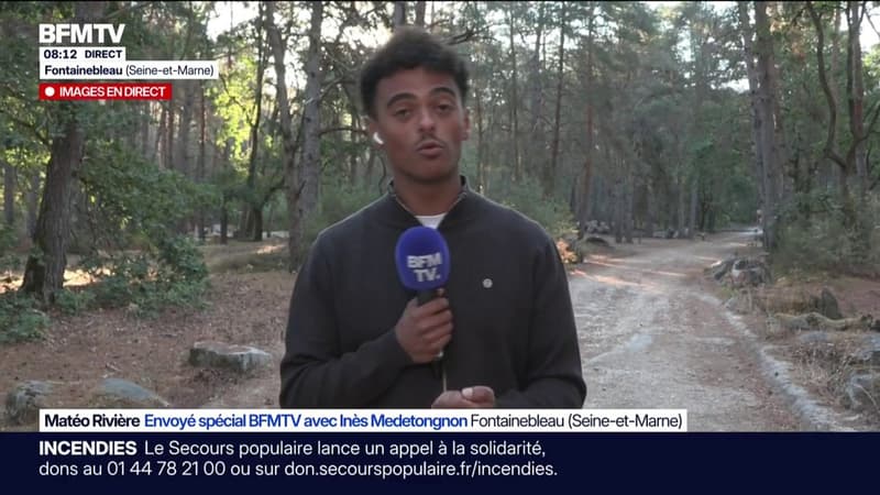 Incendies: la forêt de Fontainebleau touchée par un feu en juillet rouvre ce samedi au public