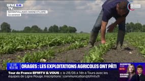 "Ça a tout broyé": après les orages, le désarroi de ces agriculteurs qui ont perdu certaines cultures