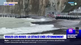 Seine-Maritime: un deuxième cétacé retrouvé échoué sur la plage de Veules-les-Roses