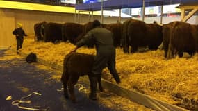 Vaches et éleveurs arrivent progressivement au Salon de l'agriculture
