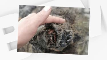 L'animal appartenait à une espèce qui a disparu 15.000 ans avant notre ère.