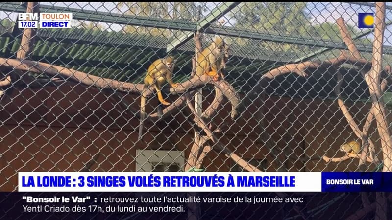 Singes volés à La Londe-les-Maures: 3 primates retrouvés à Marseille, un homme de 19 ans interpellé 
