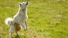 Un chien (photo d'illustration).