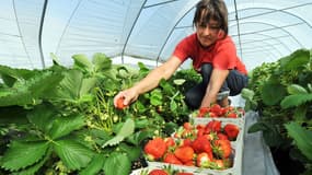 Les saisonniers seraient prêt d'un million en France.