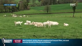 "Les paroles ça suffit, on veut des actes", les agriculteurs ne ressentent pas encore les effets de la loi  Alimentation