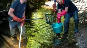 Un homme dépose une truite dans un seau pendant une pêche électrique destinée à sauver les poissons de la rivière "La Savoureuse", victimes de la sécheresse, le 5 août 2020 à Lepuix, dans le Territoire de Belfort