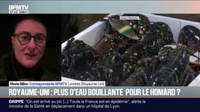 Au Royaume-Uni, un projet de loi propose d'interdire de cuire les homards dans de l'eau bouillante