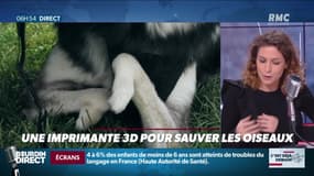 La chronique de Nina Godart : Une imprimante 3D pour sauver les oiseaux - 14/01