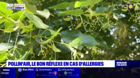 Pollin'air, l'application qui donne le bon réflexe en cas d'allergies
