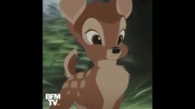 Ce braconnier a tué des cerfs, la justice américaine le condamne à regarder Bambi