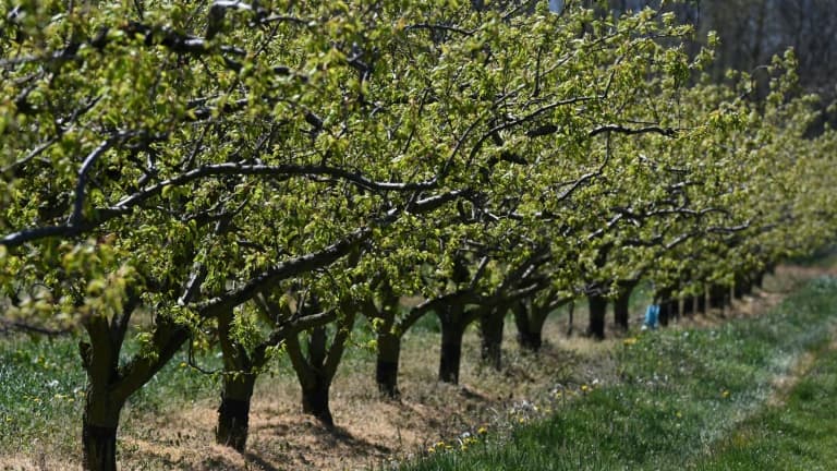 Un verger d'abricotiers après une nuit de gel à Veaunes, près de Valence, le 8 avril 2021