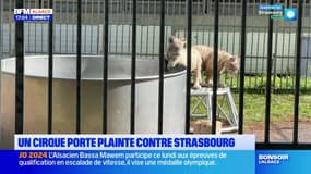 Un cirque avec des animaux sauvages privé d'emplacement, une plainte déposée contre Strasbourg