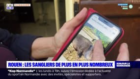 Rouen: les sangliers de plus en plus nombreux