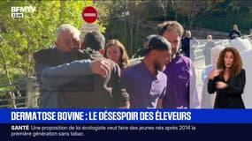 Dermatose bovine: le désespoir des éleveurs