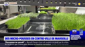 Marseille: une ferme urbaine, spécialisée dans les micro-pousses, dans le centre-ville
