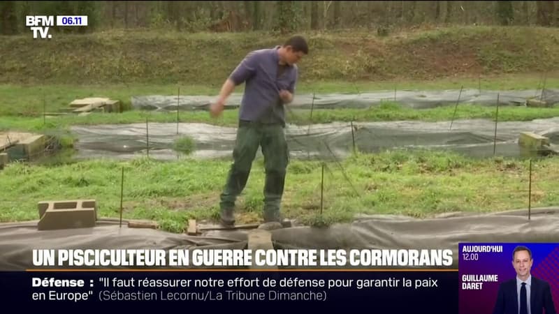 Un pisciculteur en guerre contre les cormorans