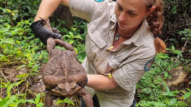 Le crapaud buffle gént de 2,7 kg