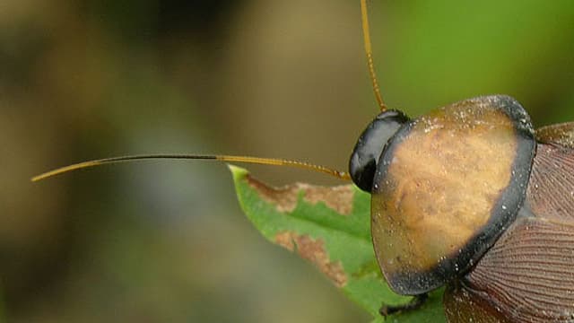 Cafard d'Equateur. Il existe au moins 4.000 espèces de blattes dans la nature.