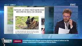 Canicule: un chien meurt de chaud dans une véranda