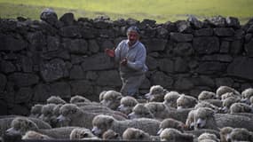 L'Uruguay ne compte que 3,5 millions d'habitants mais presque le double de moutons.