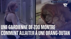 États-Unis: une gardienne de zoo apprend à une femelle orang-outan à allaiter…en allaitant elle-même