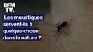 Chaine alimentaire, pollinisation… À quoi servent les moustiques?