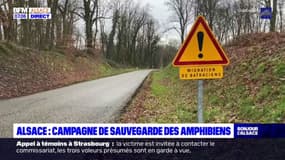 Alsace: campagne de sauvegarde des amphibiens