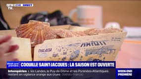 La saison de la coquille Saint-Jacques est ouverte