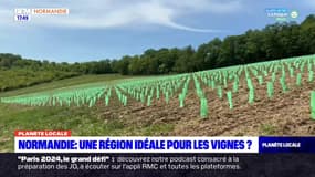 Planète locale du lundi 26 juin - Normandie : une région idéale pour les vignes ?