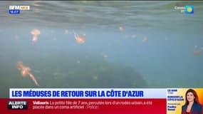 Côte d'Azur: les méduses de retour sur le littoral