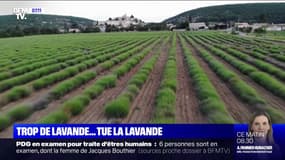 Pourquoi la lavande est victime d'une surproduction