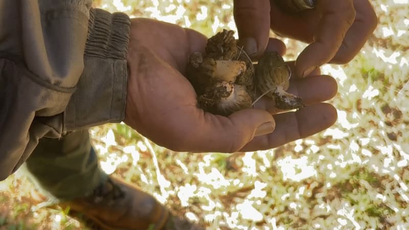 Roland, l'homme qui murmurait aux oreilles des champignons