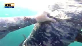 Deux plongeurs se font attaquer par un requin-marteau