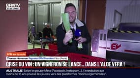 "On change totalement les geste": dans l'Aude, un vigneron se reconverti dans l'aloe vera