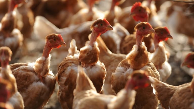 "Le pic épidémique a été passé à la fin du mois de mars et l'épizootie décélère", a cependant relevé le ministère de l'Agriculture.