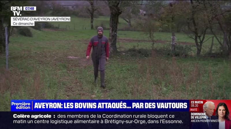 Dans l'Aveyron, des agriculteurs sont victimes d'attaques de vautours sur leurs élevages