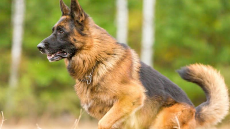 La maison de retraite pour chiens va voir le jour à Marseille