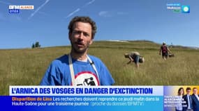 L'arnica des Vosges en danger d'extinction alors que la cueillette en milieu sauvage est interdite