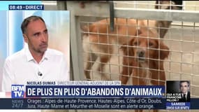 Abandons d'animaux: "Tous nos refuges sont saturés", déplore le directeur général adjoint de la SPA