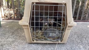 Marseille renouvelle son partenariat avec les furets pour chasser les rats.