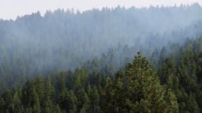 Une forêt du Montana aux États-Unis (Photo d'illustration)