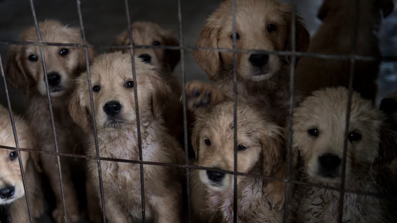 Des chiens