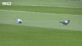 Bleus - La pelouse du Stade de France fait peau neuve