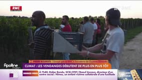 Climat : les vendanges débutent de plus en plus tôt 