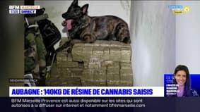 Provence-Alpes-Côte d'Azur: un trafic de stupéfiants démantelé, 140 kg de cannabis saisis