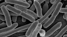 Bactéries E. Coli, grossies au microscope électronique.